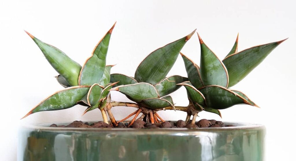 Sansevieria pinguicula