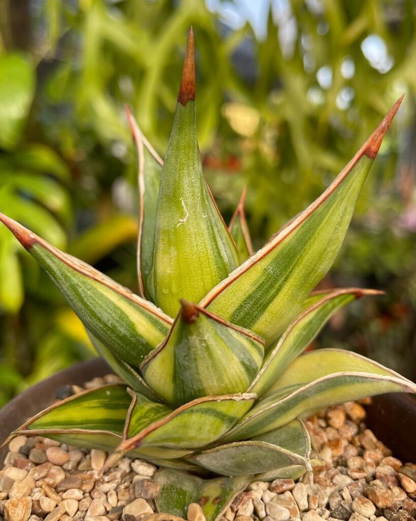 Sansevieria pinguicula Variegata