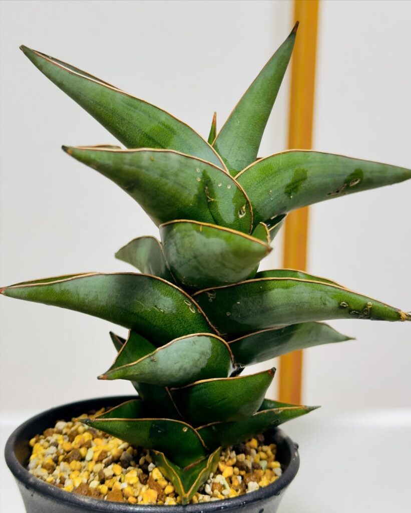 Sansevieria powellii