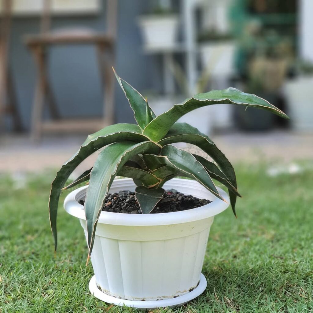 Sansevieria powysii