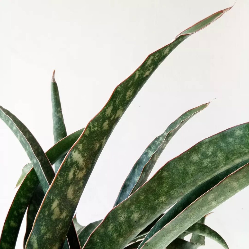 Sansevieria raffillii