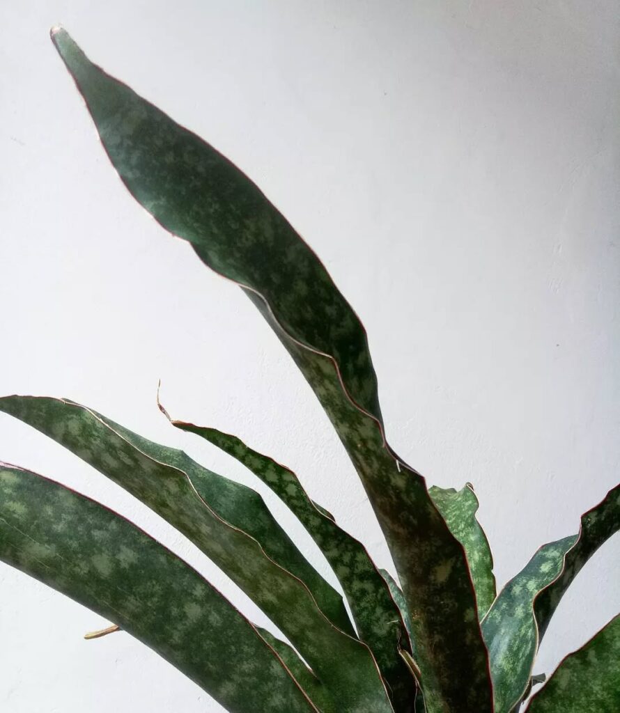 Sansevieria raffillii var. glauca