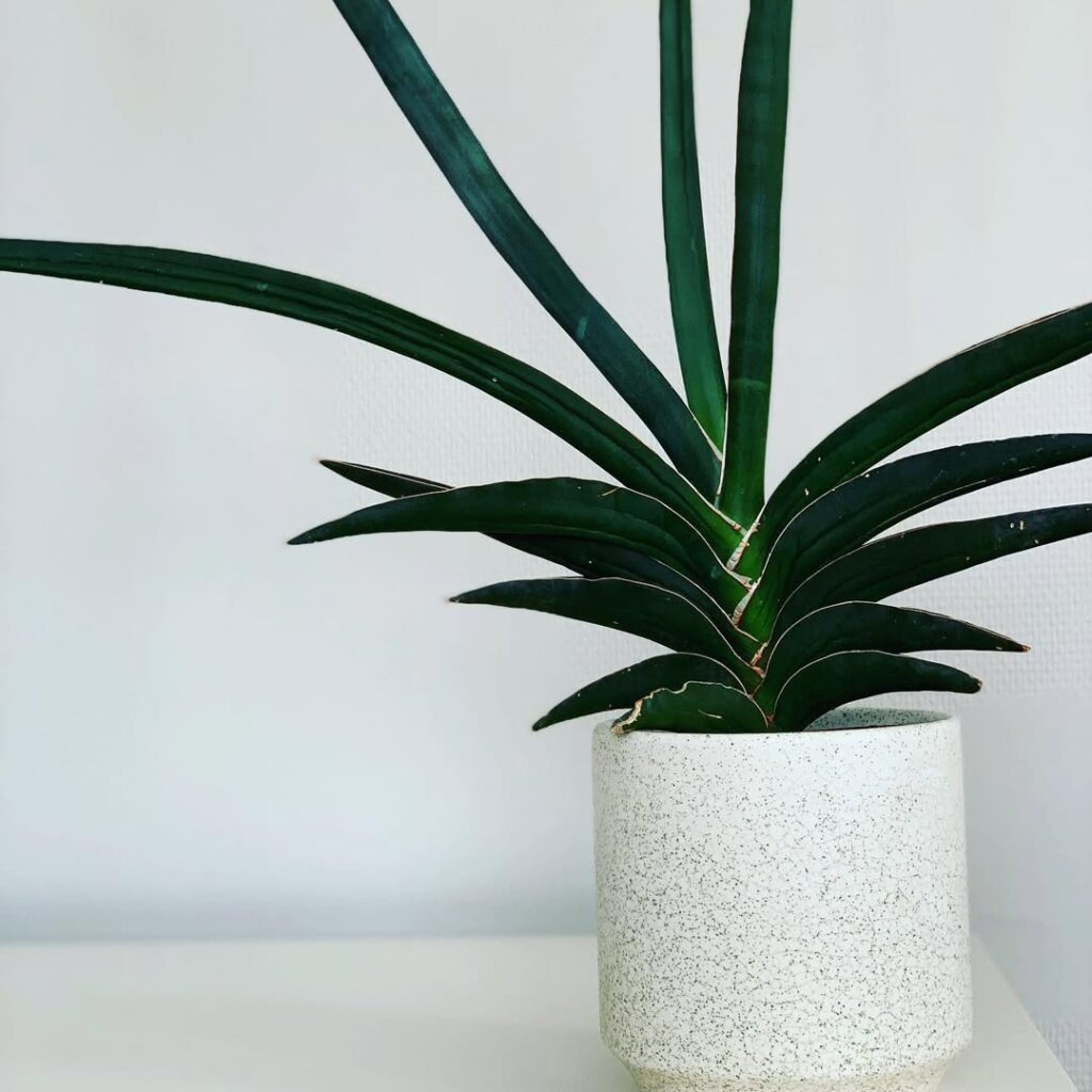 Sansevieria robusta