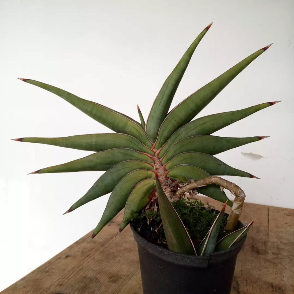 Sansevieria rorida