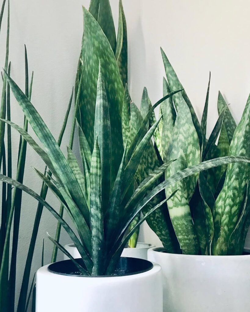 Sansevieria roxburghiana