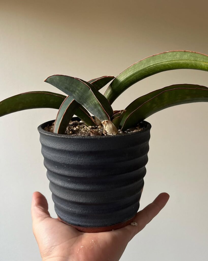 Sansevieria sinus simiorum