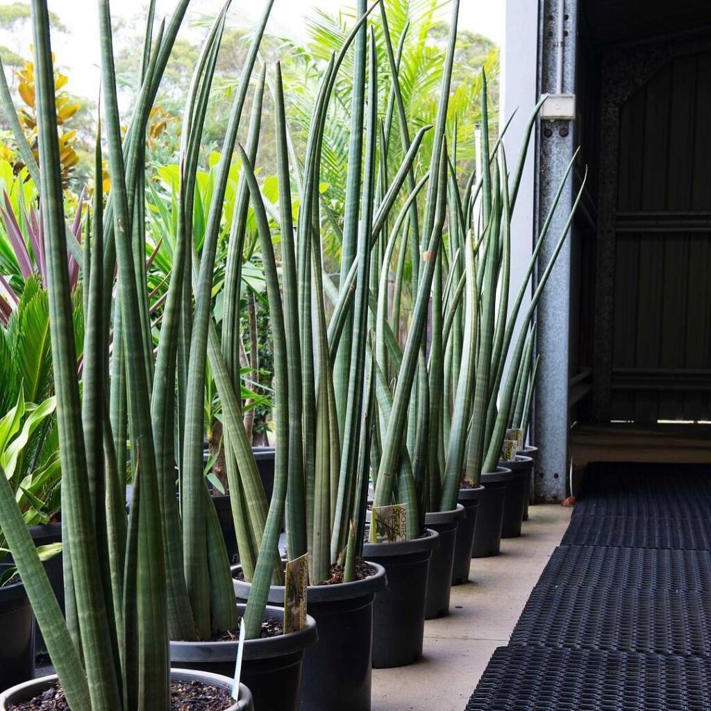 Sansevieria stuckyi