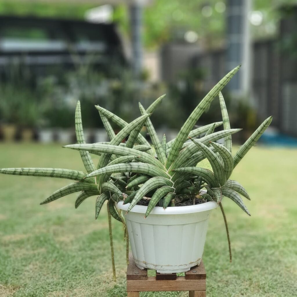Sansevieria suffruticosa Blue Clone