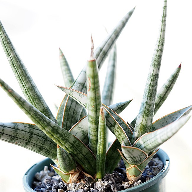 Sansevieria suffruticosa Frosty Spears