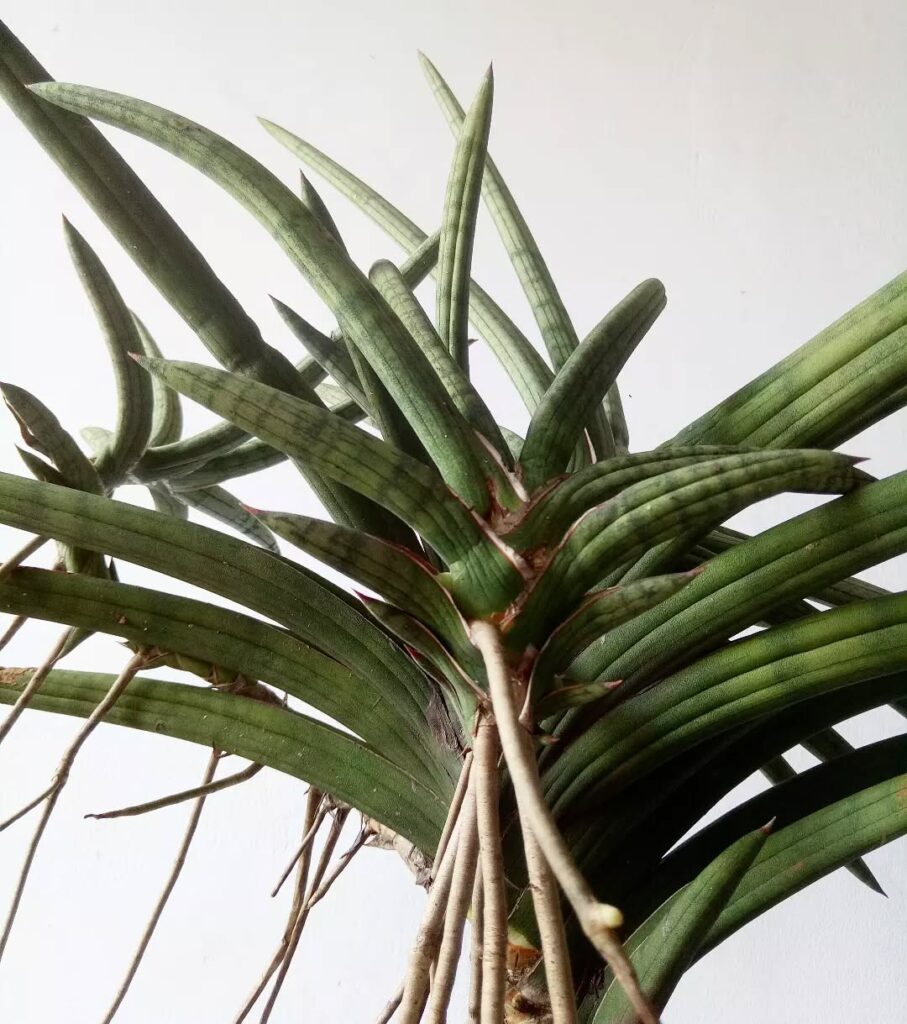 Sansevieria suffruticosa mature