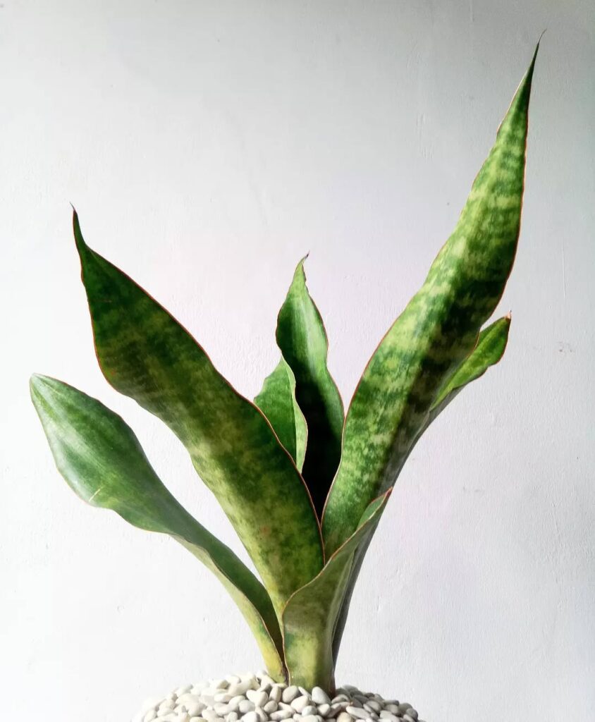 Sansevieria thyrsiflora