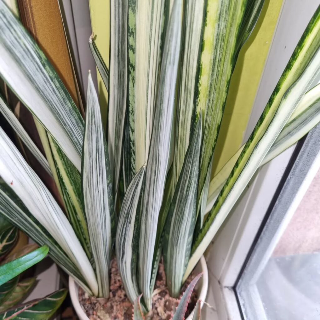 Sansevieria trifasciata Bantels Sensation