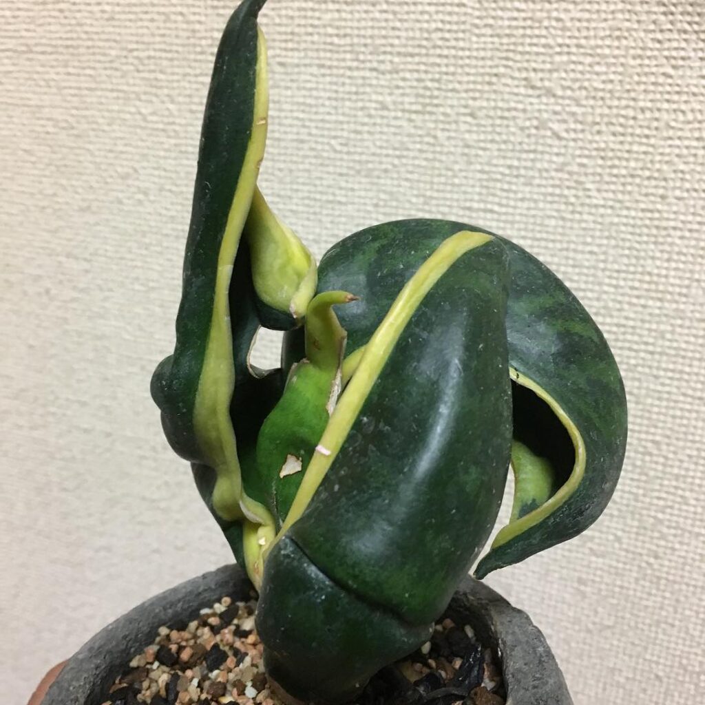 Sansevieria trifasciata Laurentii Bird Beak
