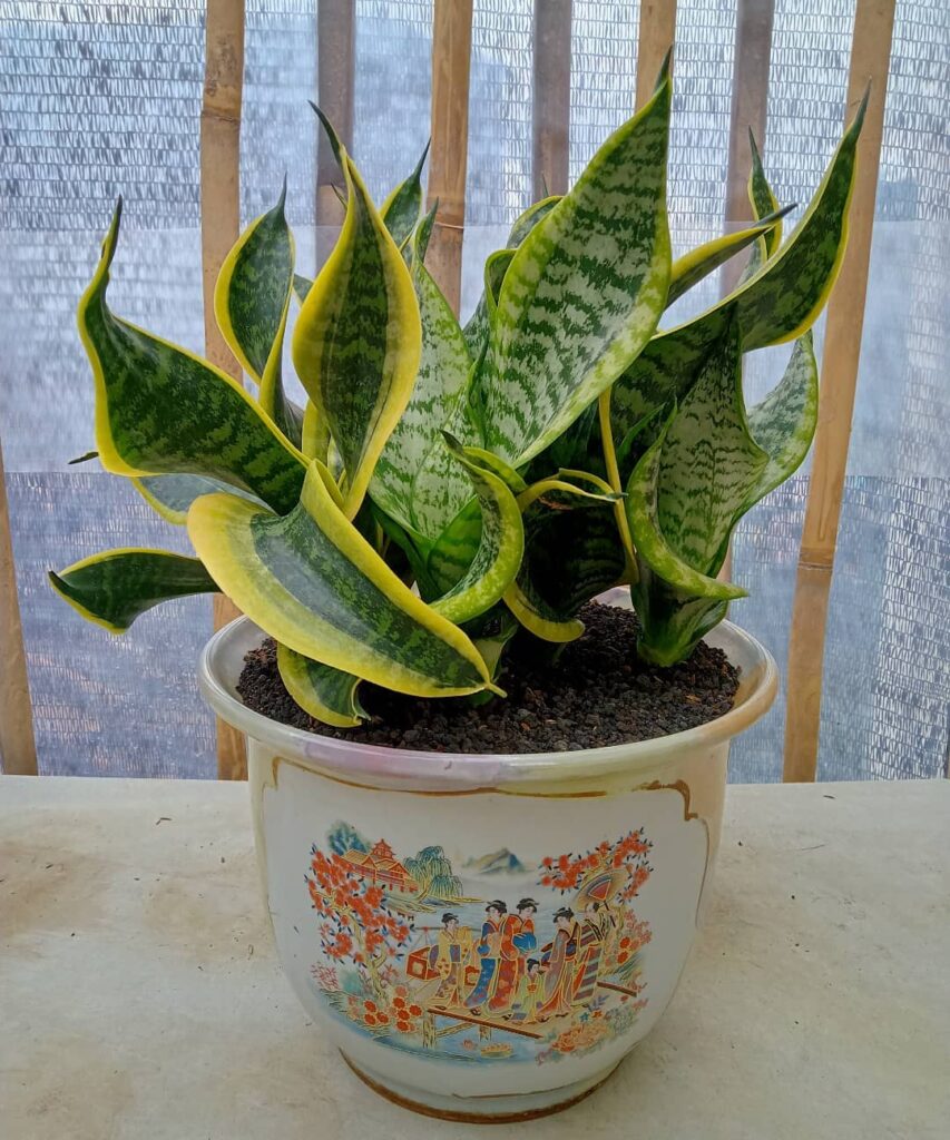 Sansevieria trifasciata Twisted Sister