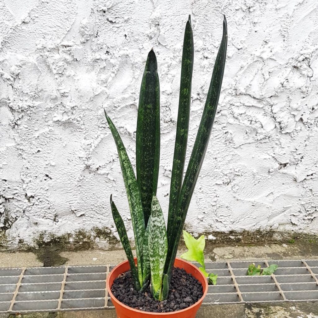 Sansevieria trifasciata ‘Abrorian Sword