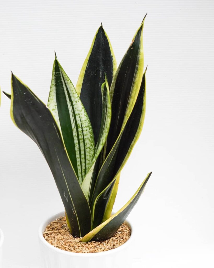 Sansevieria trifasciata ‘Black Gold