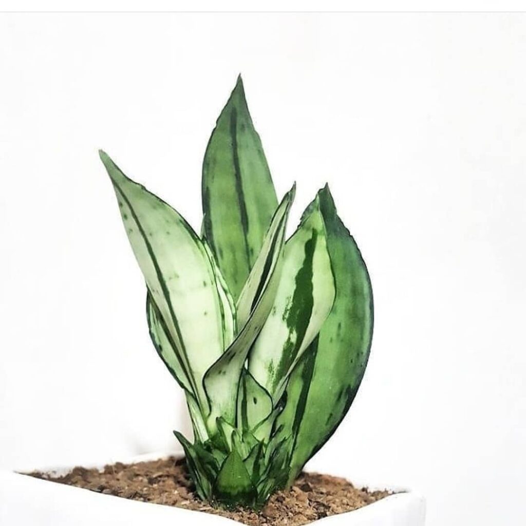 Sansevieria trifasciata ‘Brazilian Moonshine