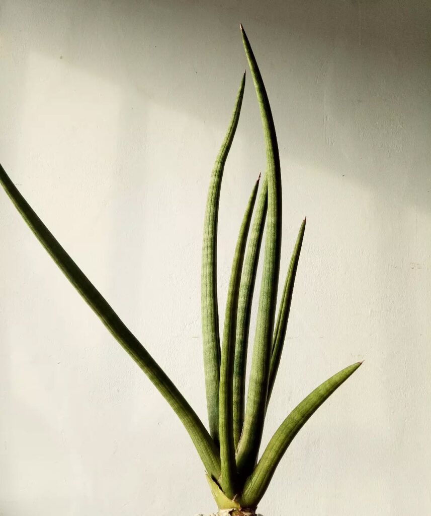 Sansevieria volkensii