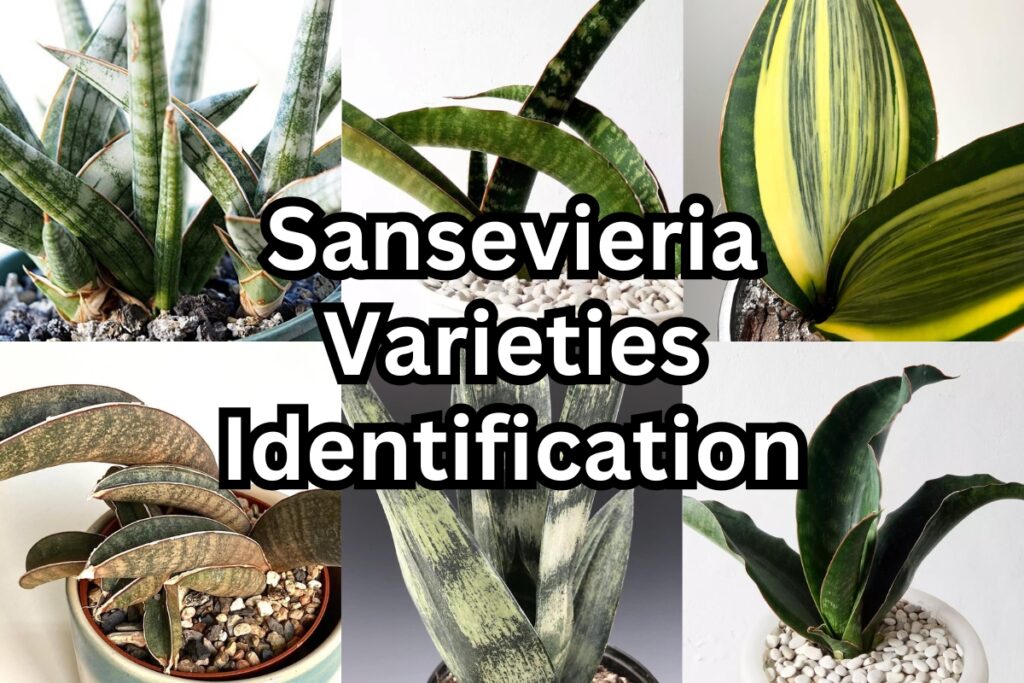 types of snake plants