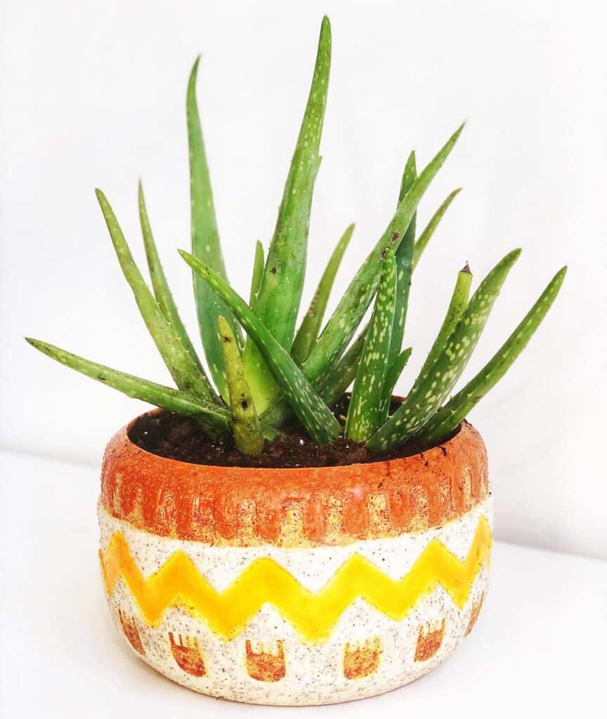 Aloe barbadensis