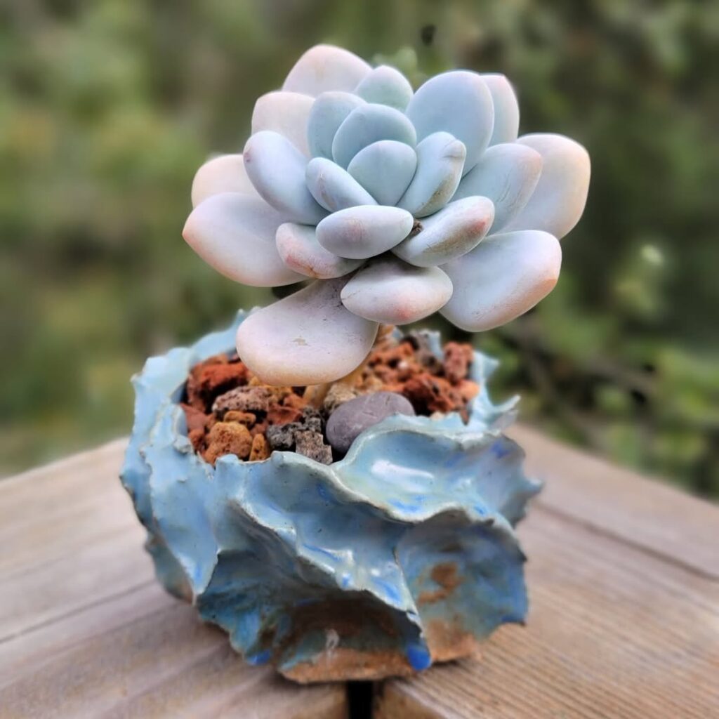Echeveria