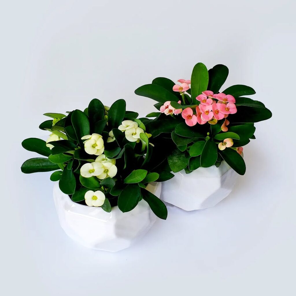 Euphorbia milii