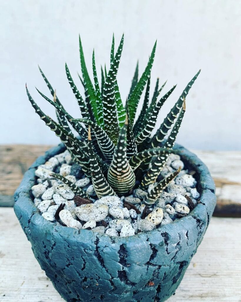 Haworthia fasciata