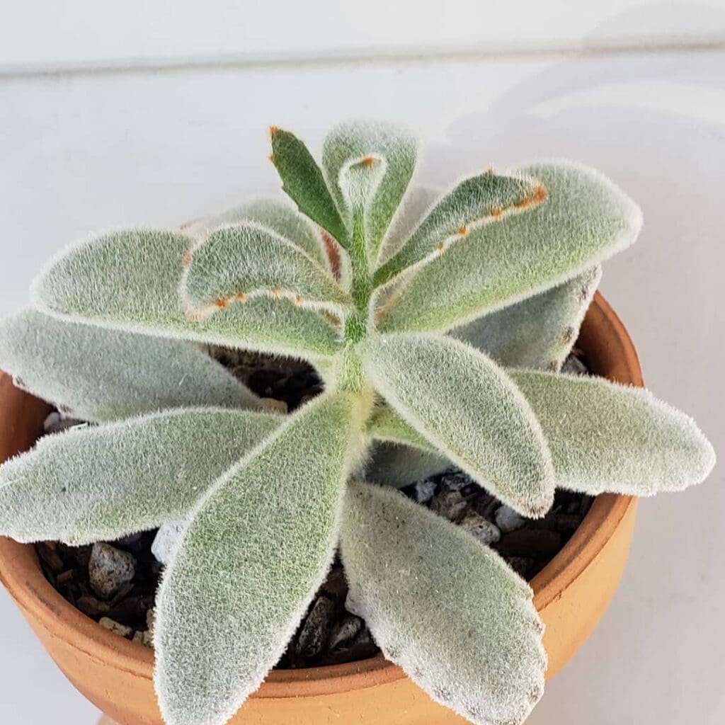 Kalanchoe tomentosa