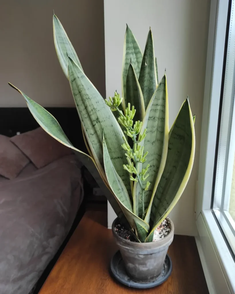Sansevieria trifasciata