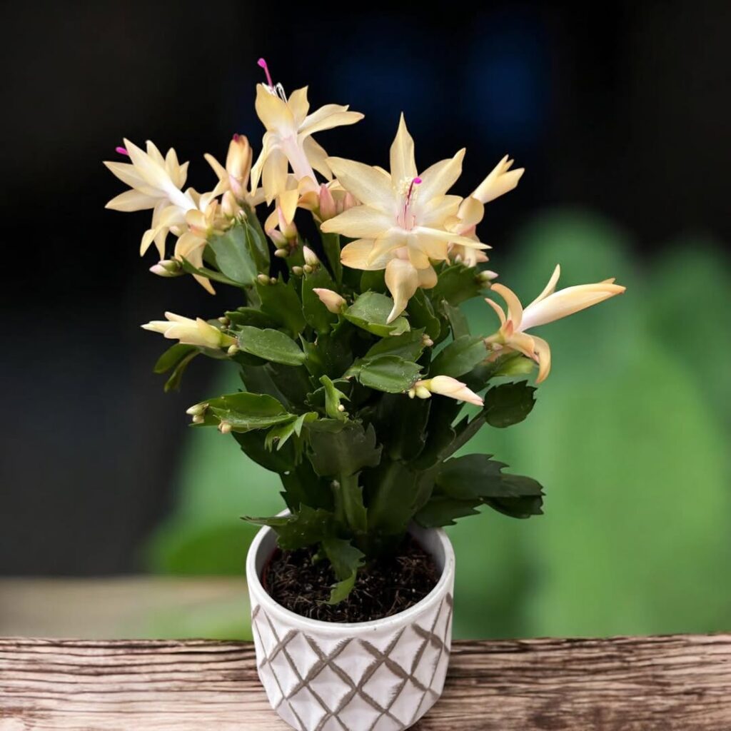 Schlumbergera