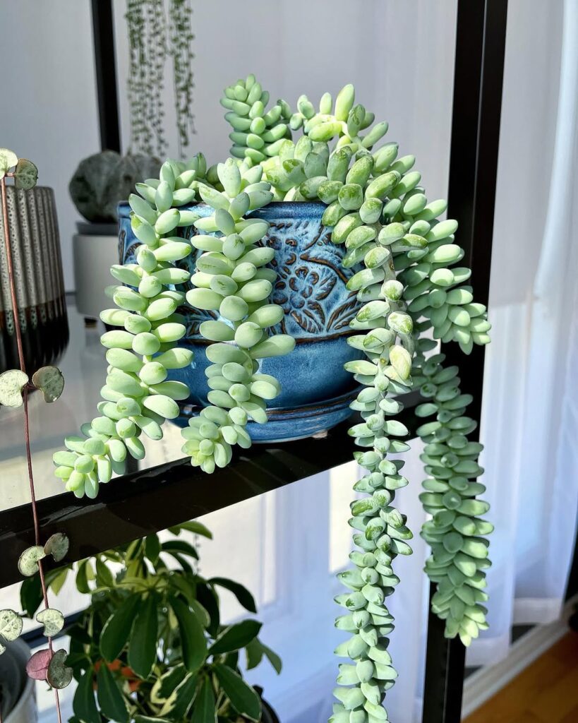 Sedum morganianum