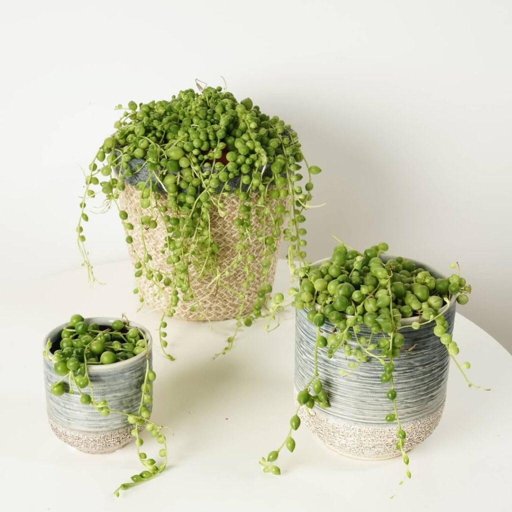 Senecio rowleyanus