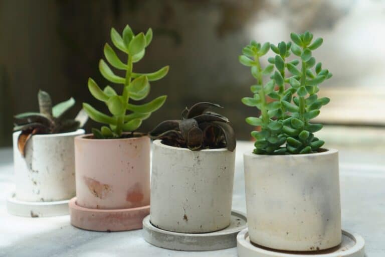 The Best Low-Maintenance Succulents for Beginners: A Complete Guide