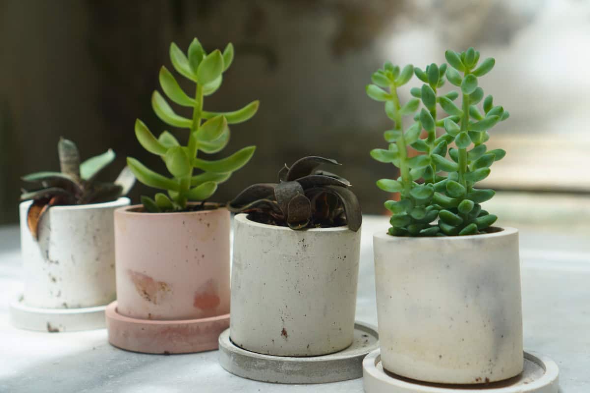 The Best Low-Maintenance Succulents for Beginners: A Complete Guide ...