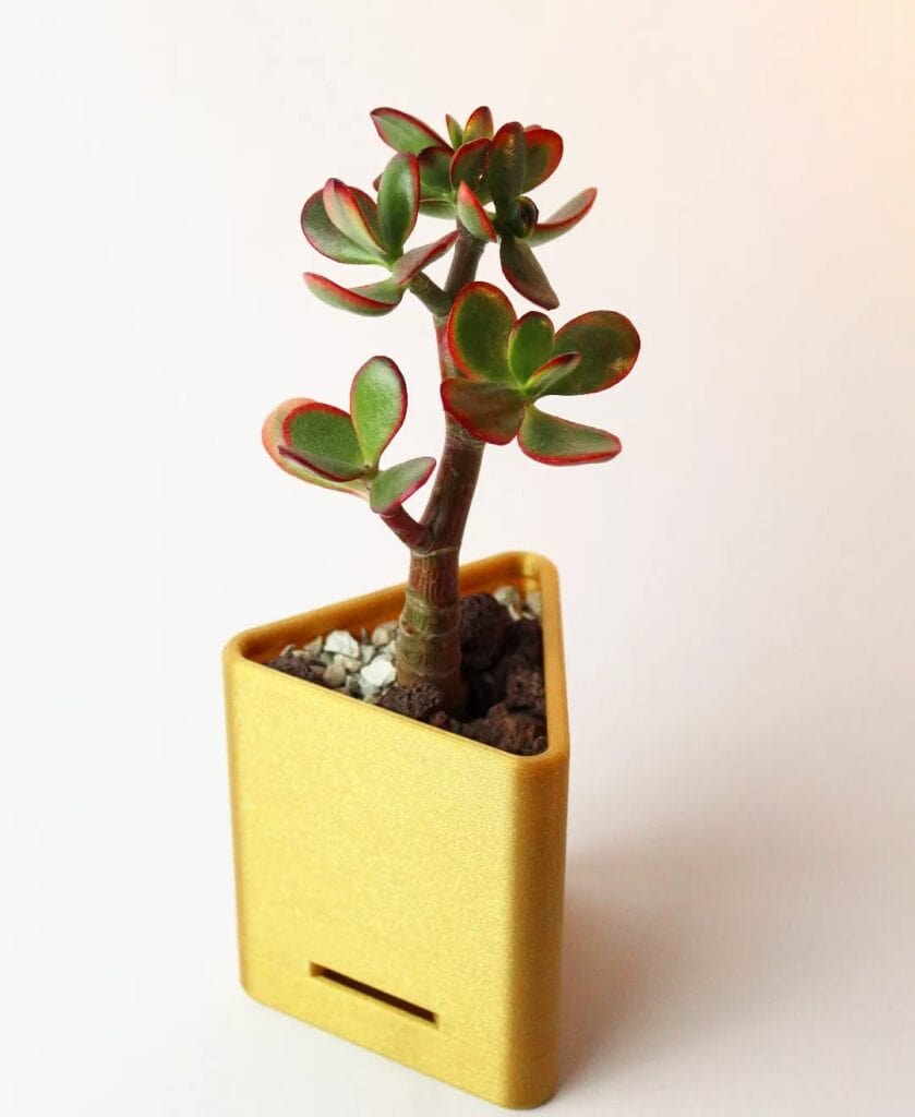 crassula ovata