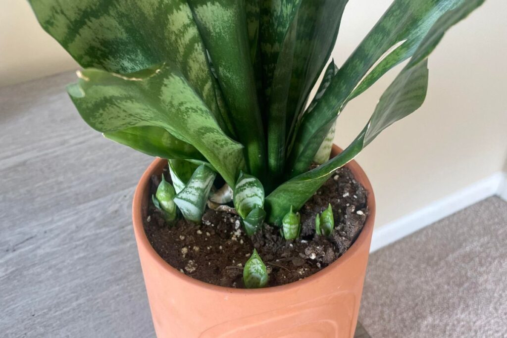 how to make your snake plant have babies